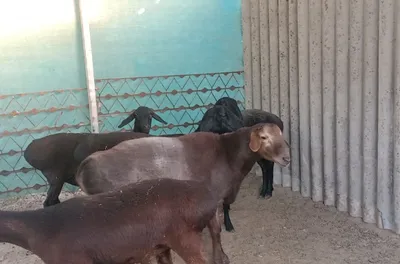 Яш куйлар сотилади 1