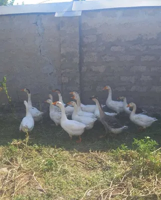 Ғозлар сотилади, 5 ойлик