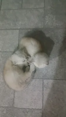 Шиншилловые котята 1