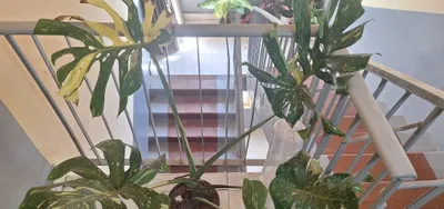 Monstera va aglaonemalar 1