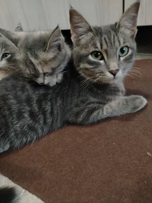 Домашние кошки 1