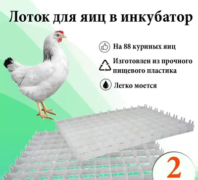 Специальные качественные заводские лотки для куриных и перепелиных яиц в продаже 1