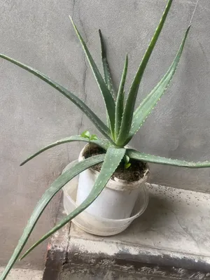 Aloy guli sotiladi 1