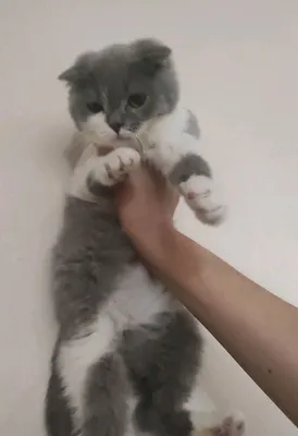 Xolaning mushuk surati Julia Vang pornosiga qarang