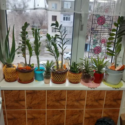 Продаются разные цветы