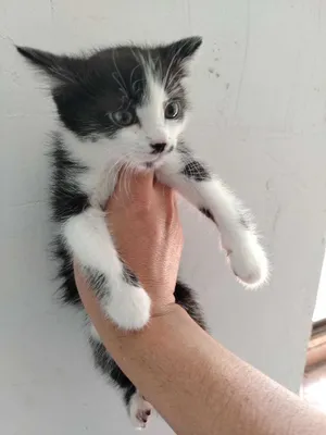 Avrin Lavin porno onlayn