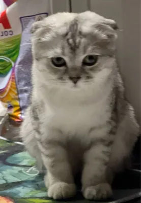 Кошки Kошка Mushuk Мушук 1