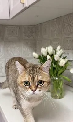 Ищу любящую семью для золотистой шиншиллы 1