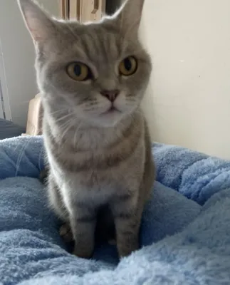 Кошка Шотландская 1