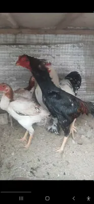 Продаётся кулинги петух 1