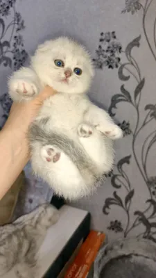 Mushuk va sikli ayol Mushuk va sikli ayol