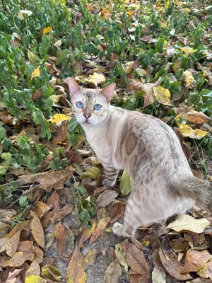 Bengal mushugi