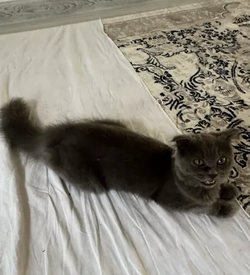 Британская кошка 1