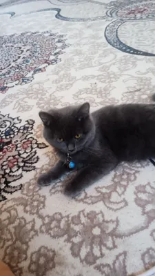 Продаётся котёнок 1