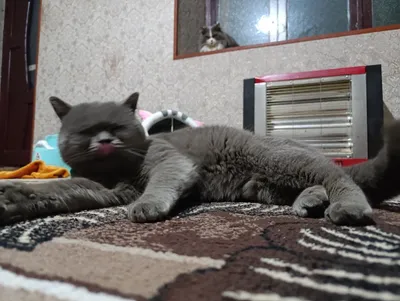 Ilon mushuk Ilon mushuk