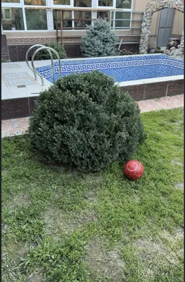 Многолетний самшит 1
