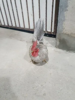 Srchno shabo zoti tozza xoroz sotiladi 1