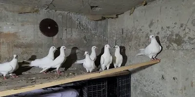 Продаются голуби