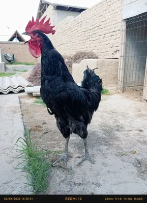 Qora shaxzoda Xoʻroz sotiladi 1