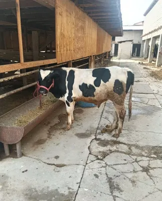 Продаётся бычок 1
