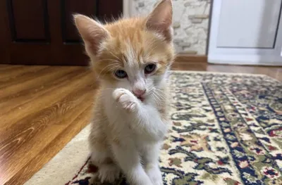 Домашние породистые котята, 3 месяца 1