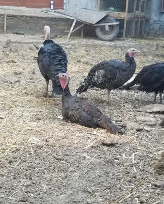 4 курицы, несутся 1