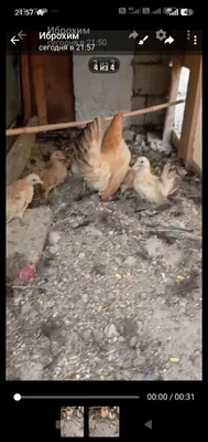 Yapon ona tovuq va bolalari sotiladi tovuq towkenda 1