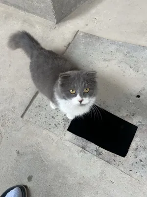 Erotik buvi jinsiy aloqa