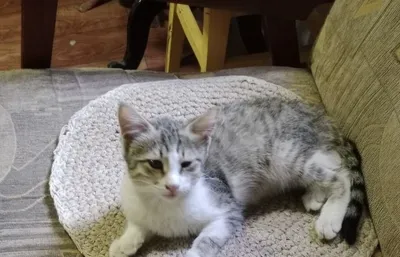 Котята, 2 месяца 1