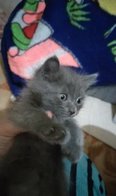 Продаются котята 1