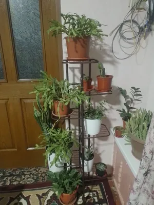 гуллар цветы