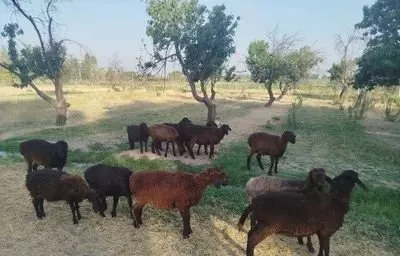 Qoylar bor qochqor qiziqishga olingan yeb ichishi zor