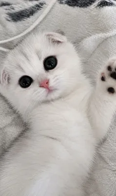 Продаётся котенок 1
