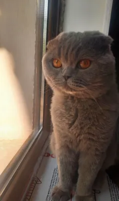 Scottish Fold toza shatlanka 1