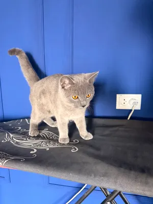 Scottish Straight mushugi 1