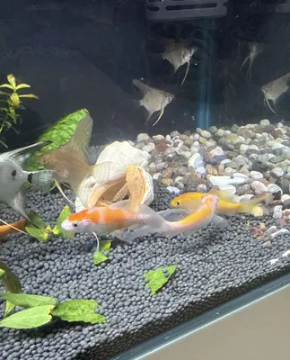 Koi akvarium baliqlarini sotaman 1