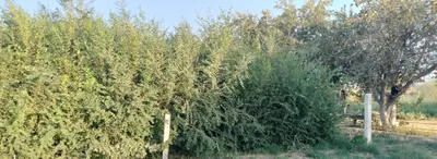 Саженцы карагача. 1