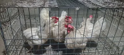 Ломан синди Тухум йуналишида 1