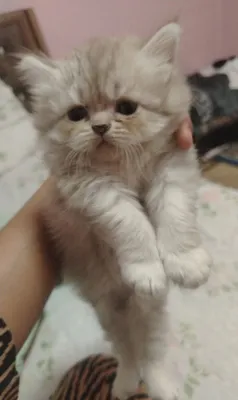 Продаются котята 1