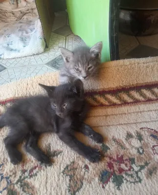 Бесплатно отдаются приученные к лотку котята 1