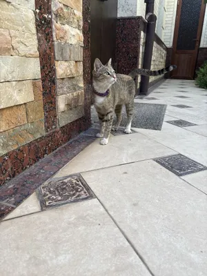 Mushukni mehribon qo‘llarga beraman 1
