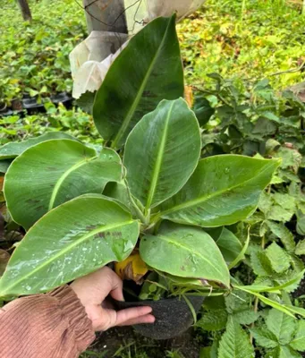Karlikovi banan koʻchati. 1