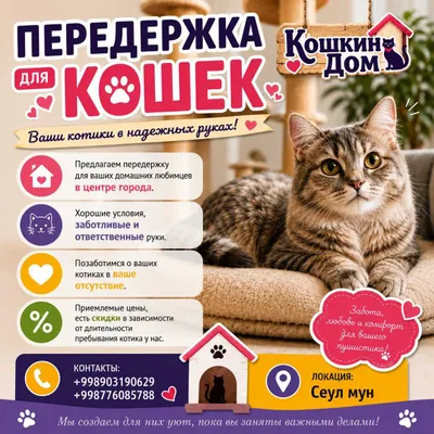Передержка для кошек 1