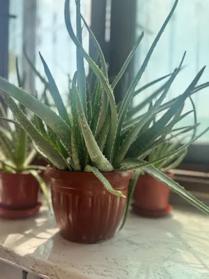 Katta Aloe Vera guli sotiladi 1