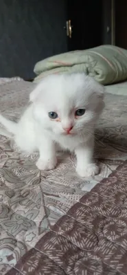 Шотландский фолд
