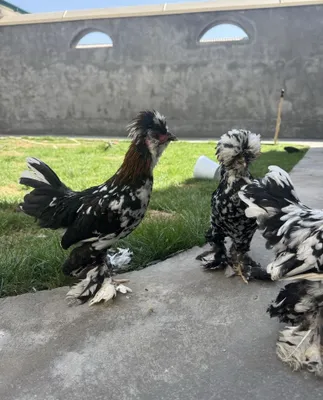 Продаются японские курочки, здоровые, очень красивые 1