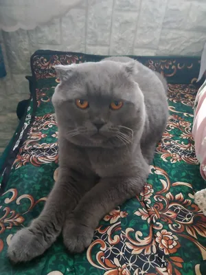 Продаётся породистый кот завут Томас