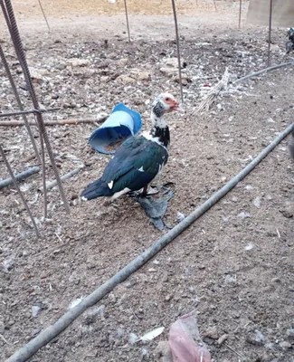 Индутка joʻjalari ham bor 1