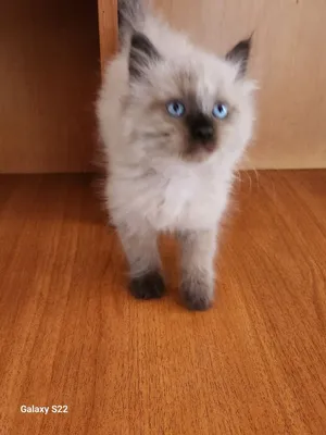 Men qurtlarni qinimga solib qoydim Mast yalangoch uxlayotgan odamlar video va fotosuratlar bilan