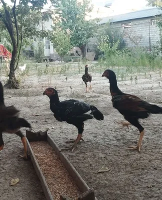 Тоза дакан жожалари 1